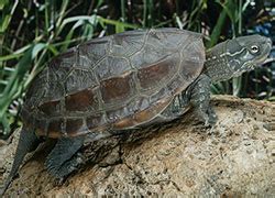 水魚 龜|本地淡水龜